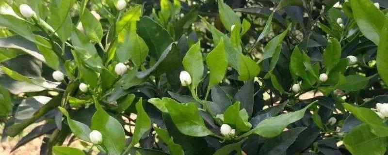 柑橘谢花后施什么肥