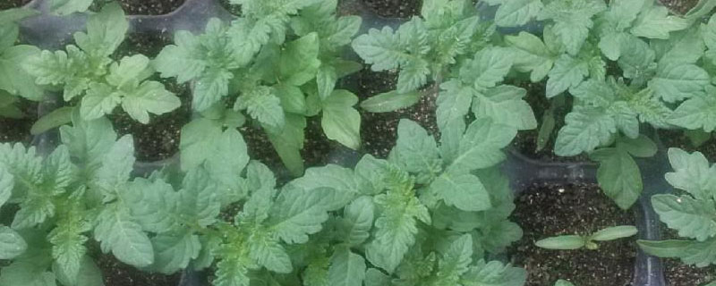 西红柿苗移栽注意什么(西红柿苗要移栽吗)