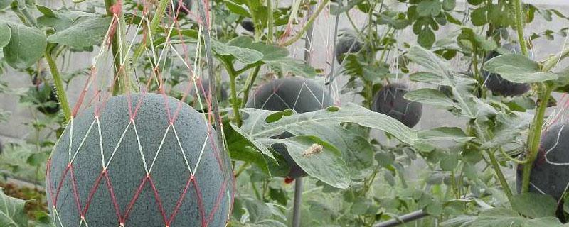 大棚种植8424西瓜行株距多少（大棚种植8424西瓜亩产多少斤）