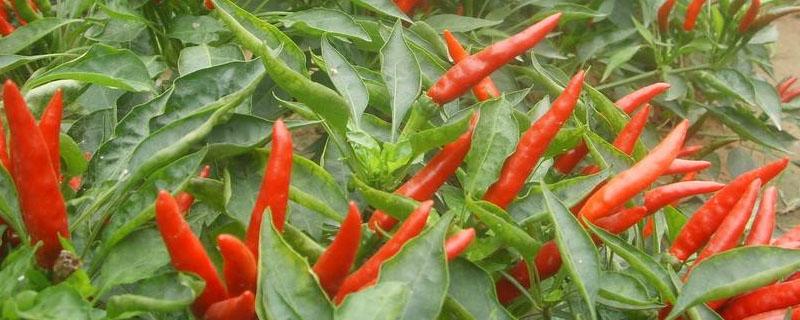 朝天椒种植株距行距（朝天椒的株距是多少）