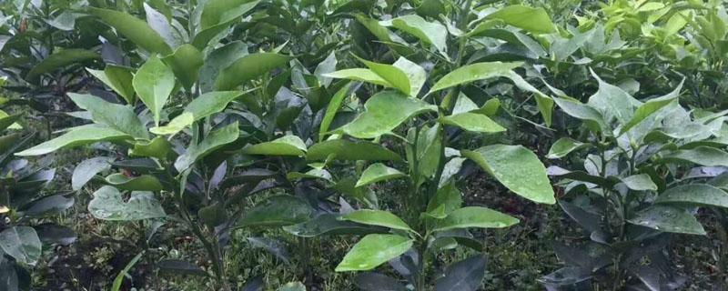 新栽柑橘幼苗怎么施肥(刚移栽的柑橘树苗怎么施肥)