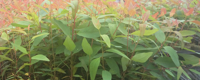 桉树苗k3特点是什么 桉树苗k3品种怎么样