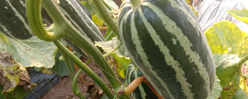 博洋九号产地哪里 博洋九号是什么