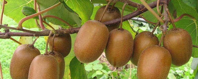 弥猴桃的种植技术（弥猴桃的种植技术方法）