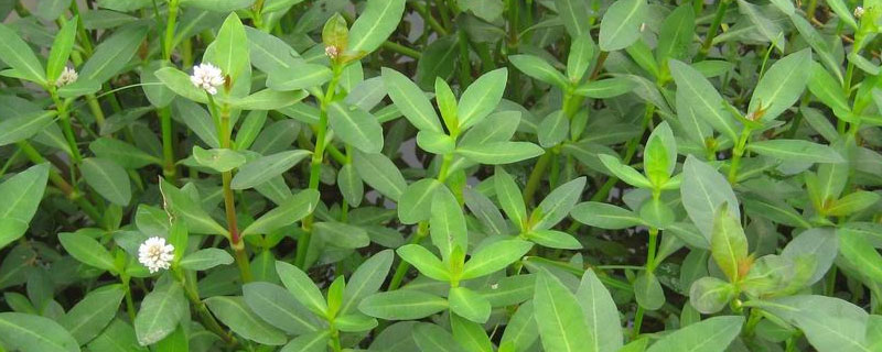 革命草用什么除草剂（除革命草用什么药）