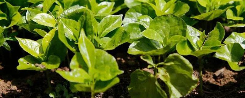 适宜咖啡种植的气候条件 咖啡的种植环境条件