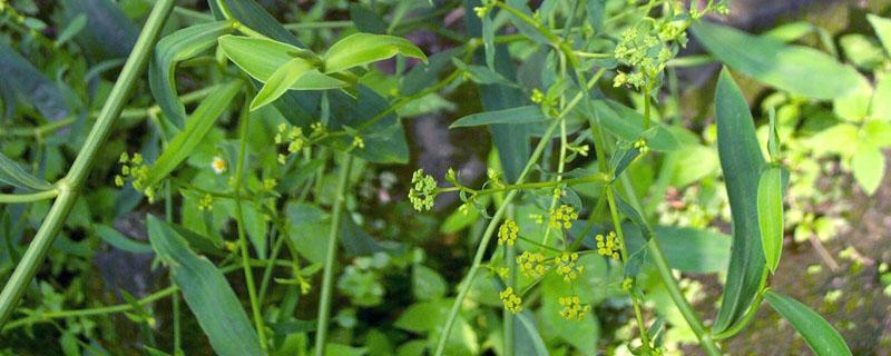 旱地柴胡怎样种植出苗好(怎样种植柴胡能好出苗)