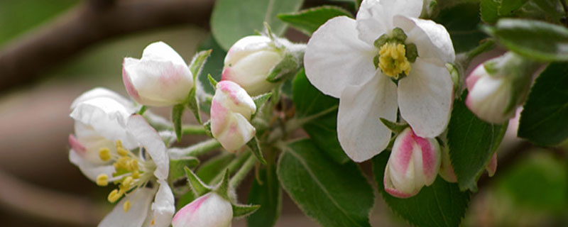 花期不能使用的农药有哪些 花期禁用的农药有哪些