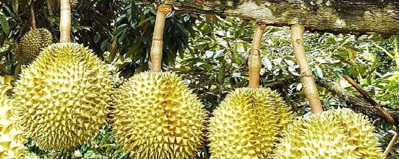 中国能种植榴莲吗（中国可以种植榴莲）