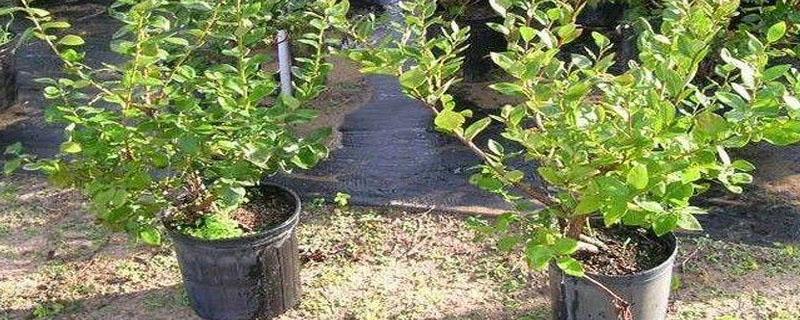 网上买的蓝莓苗怎么种 网上买的蓝莓树苗