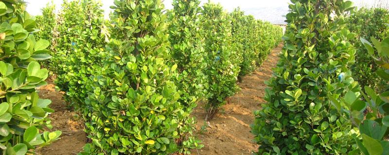 苗木检疫证明怎么办理（苗木检疫证明怎么开）