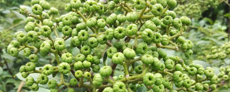 吴茱萸与哪种药同储可以防蛀霉变（吴茱萸与何药同贮可以防蛀防霉变）