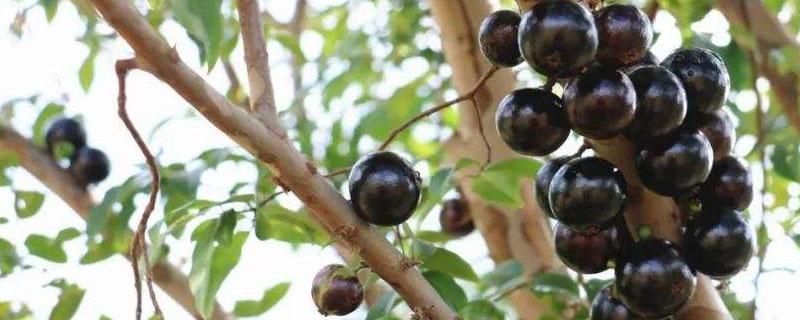 嘉宝果在北方种植能结果吗?（嘉宝果树能在北方种植吗）