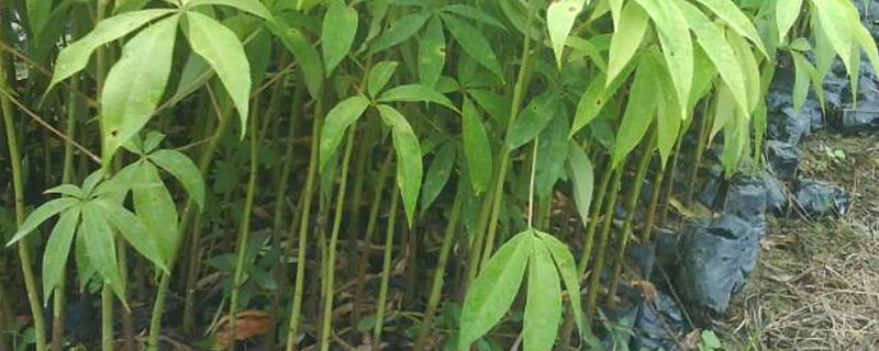 甲嘧磺隆杀树怎么使用 甲嘧磺隆杀树用量