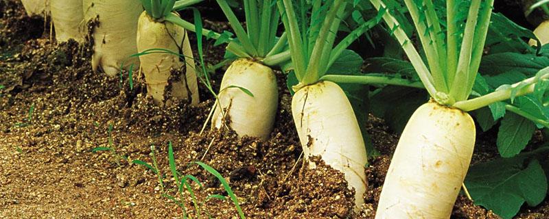 萝卜施肥禁忌 萝卜可以追肥吗