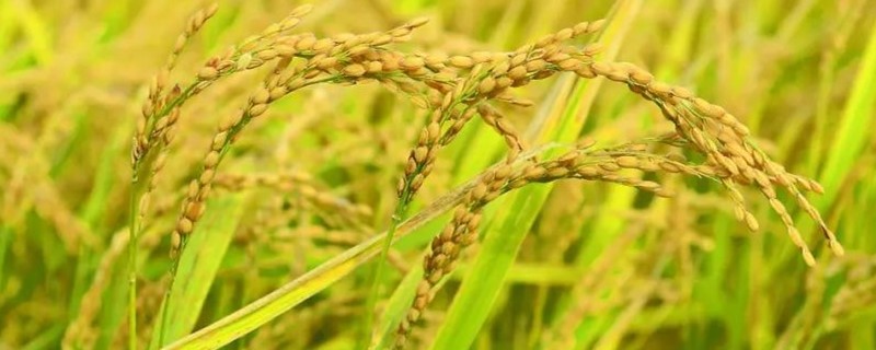 亚洲水稻种植业的特点 亚洲水稻种植业的特点与原因