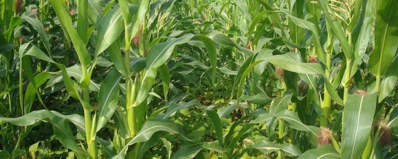 先玉1225玉米特性（先玉1611玉米特性特点）