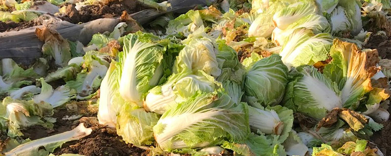 菜叶子怎么做肥料（菜叶子如何做肥料）