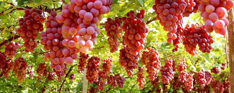 先正达金雷注意事项 先正达金雷配什么农药