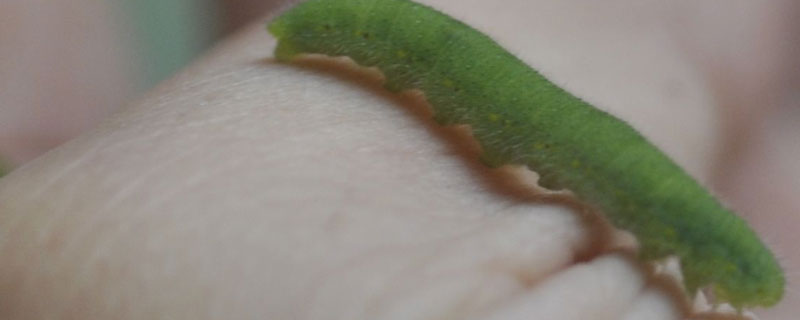 杀菜青虫的自制偏方