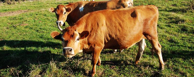 激素是否可以在饲料中的应用 饲料是激素吗