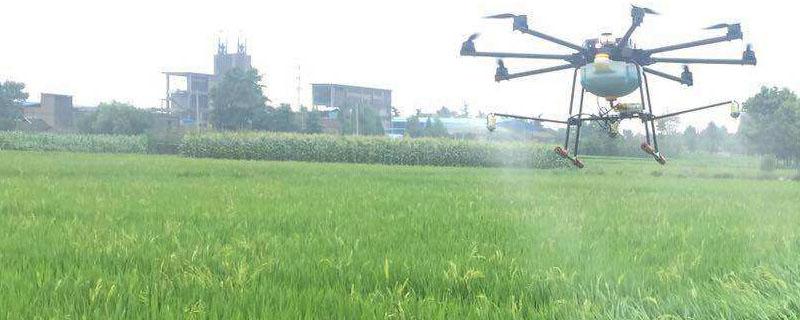 水稻秧苗青枯病发病原因 稻苗青枯病是什么原因引起的