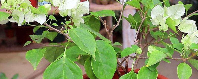 花宝肥料的使用方法（花宝是什么肥）