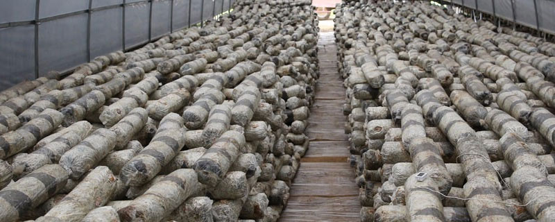 香菇大棚怎样建造(种植香菇大棚)