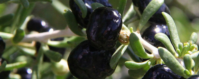 野生黑枸杞和种植黑枸杞有什么区别（野生黑枸杞与种植黑枸杞的区别）