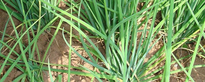 小香葱倒伏怎么办（小香葱苗倒伏怎么办）