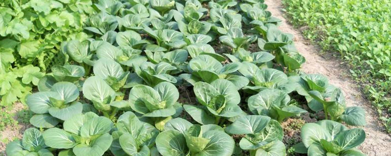 埋了底肥后过多久可以种菜（菜种下去多久可以施肥）