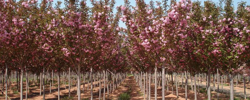 哪里有樱花树苗 哪里有樱花树苗处理