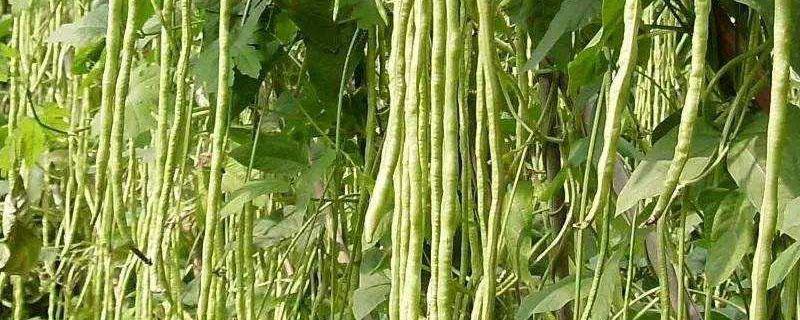 长豆角露地种植技术 露天豆角种植技术与管理