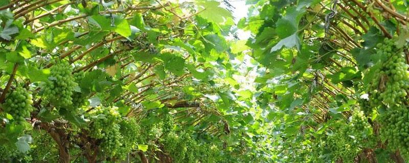 葡萄僵苗能缓过来吗 盆栽葡萄僵苗怎么办?