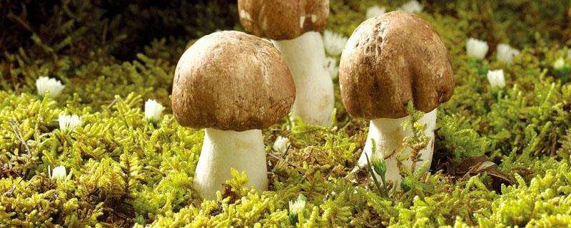 云南菌子几月份上市 云南菌类什么时候上市