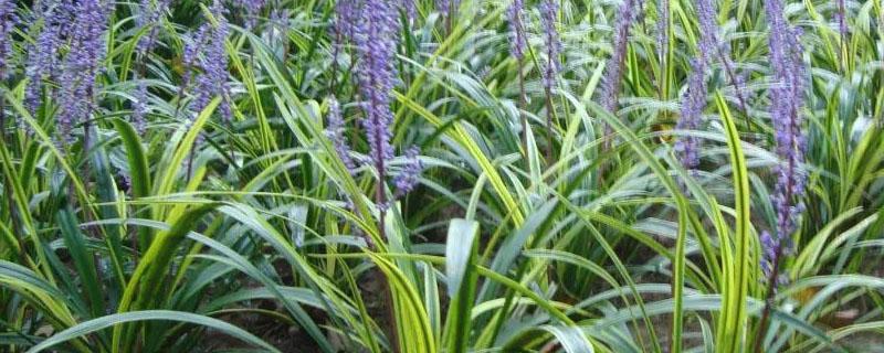 麦冬的规格（麦冬的规格怎么写）