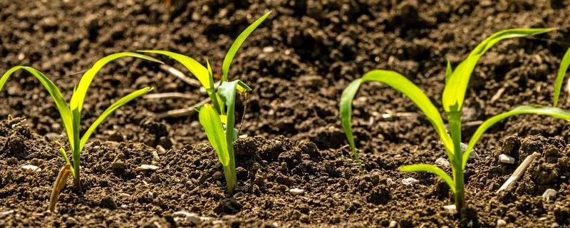 玉米播种后几天打除草剂 玉米播种三天打除草剂还行吗