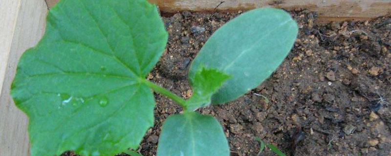 黄瓜苗施什么肥料（黄瓜苗怎么施肥?）