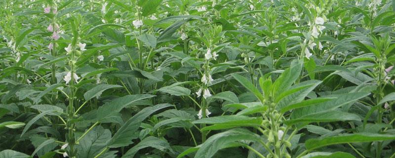 超高产芝麻新品种介绍（最高产的芝麻品种）