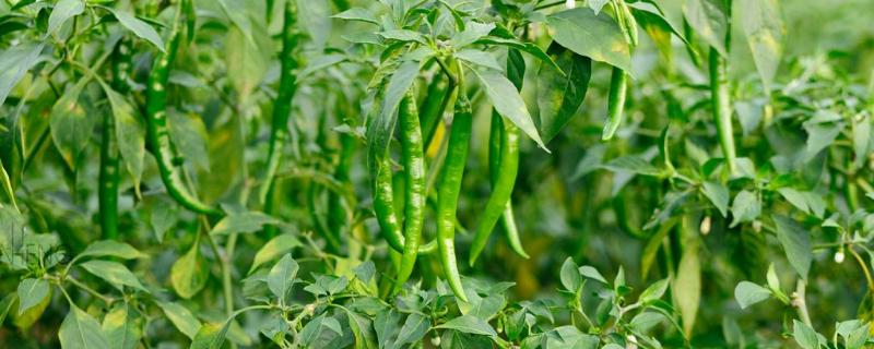 辣椒种植的株距和行距是多少 种植辣椒株距行距多少合适