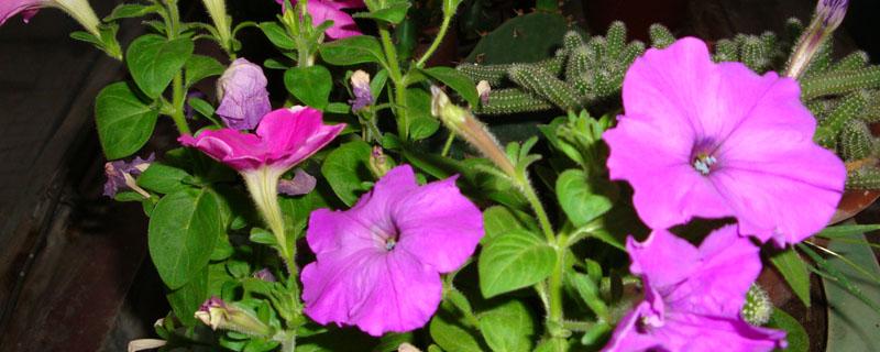 用了缓释肥后还能用水溶肥么（缓释肥可以水溶吗）