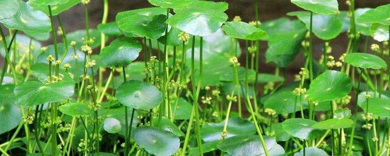 金钱草图片养殖方法 金钱草图片怎么养