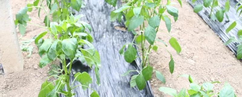 缓苗期如何浇水 三角梅缓苗期如何浇水