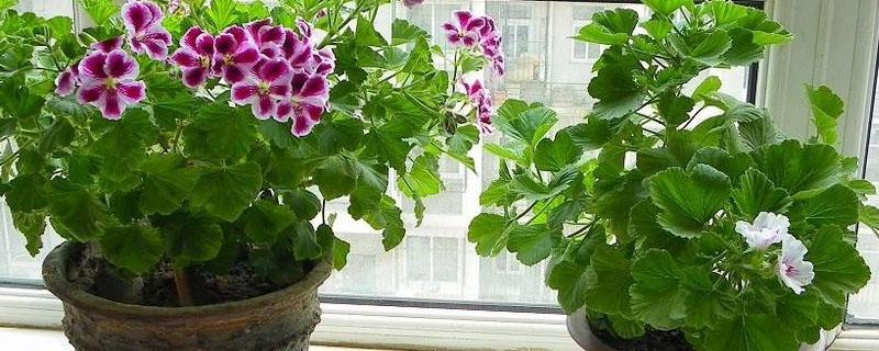 花上喷上农药多久可以放家里 农药可以浇到花盆里杀虫吗