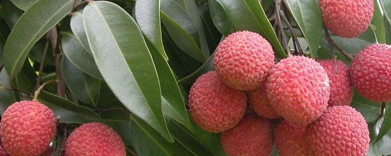 荔枝幼果期管理用药 荔枝幼果期用什么药