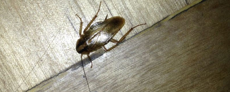 敌敌畏能杀蟑螂吗（敌敌畏能不能杀蟑螂）