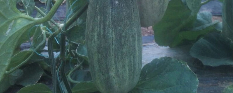 羊角蜜甜瓜种子怎么催芽?（羊角蜜甜瓜种子怎么种植技术）