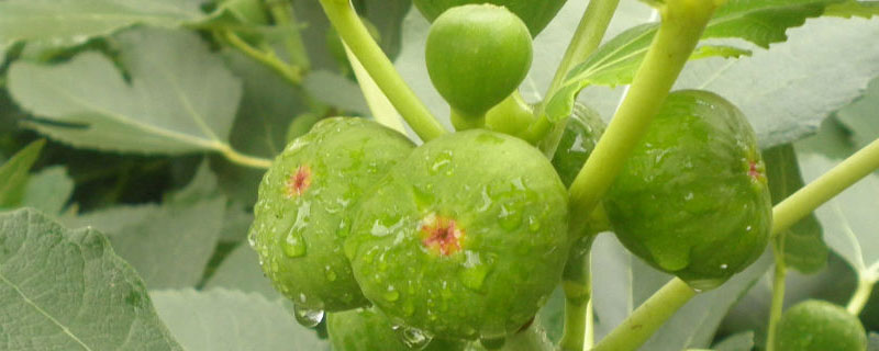 无花果施肥用什么肥料 无花果应该施什么肥