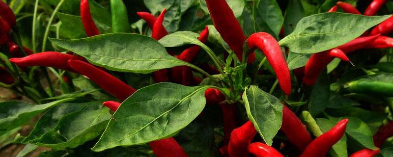 新一代辣椒特点（内黄新一代辣椒特点）