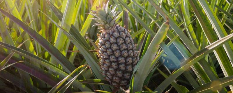 菠萝皮怎样做花肥 菠萝皮堆肥制作方法